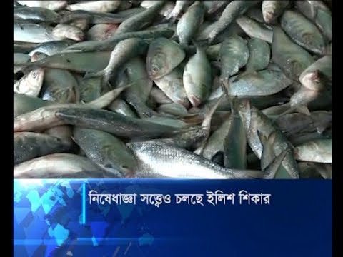 নিষেধাজ্ঞা সত্ত্বেও চলছে ইলিশ শিকার