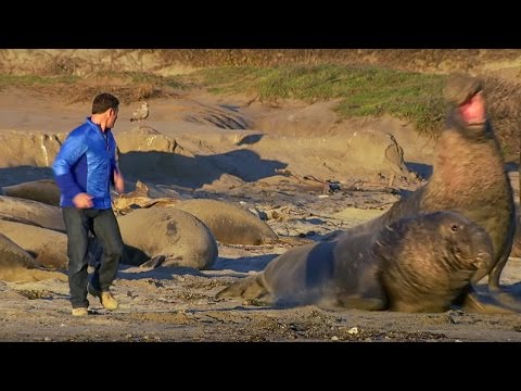 Up Close to Elephant Seals Fighting | BeachMaster | Super Giant Animals | BBC Earth