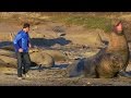 Up Close To Elephant Seals Fighting BeachMaster Super Giant Animals BBC Earth