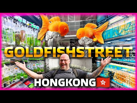 Film Sklepy zoologiczne w Hongkongu