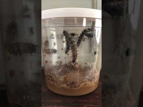 Caterpillar Life Cycle 2