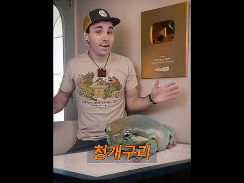 거대한 나무 개구리! #animals #동물키우기 #동물