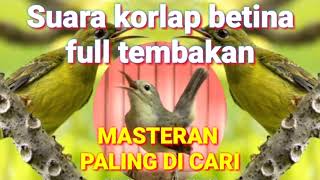 Download lagu suara korlap betina gacor full tembakan speed rapat || masteran burung juara #kolibrikelapa #sunbird mp3