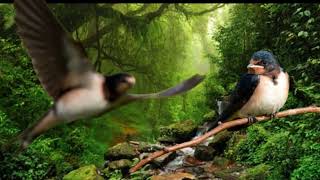 Download lagu SUARA BURUNG SRITI PALING GACOR || CUKUP 5 MENIT SAJA LANGSUNG NYAHUT mp3