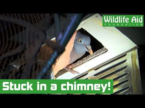 Mystery visitor rescued from house chimney! - Animal rescue