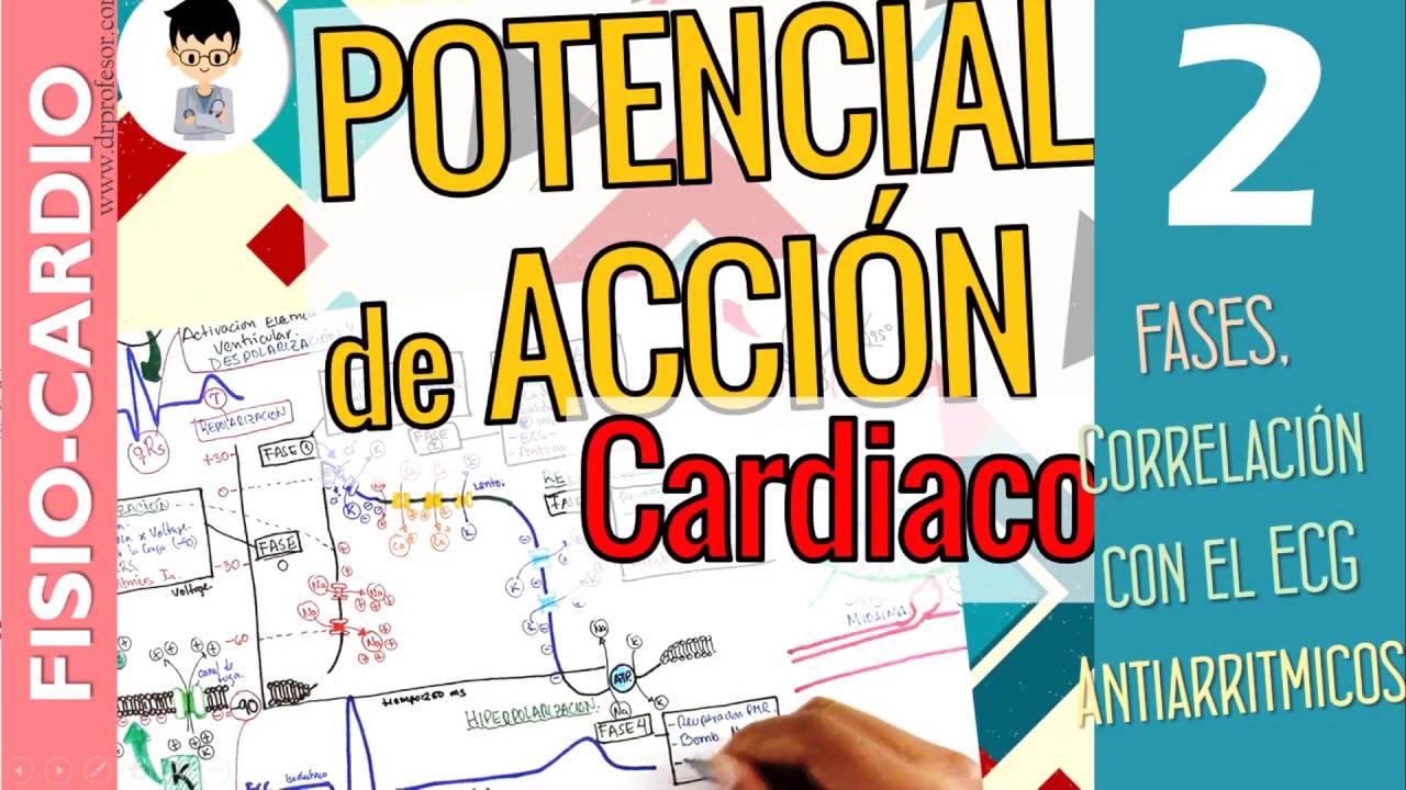 POTENCIAL DE ACCIÓN CARDÍACO, correlación ECG, Fases, Periodos Refractarios  |Fisiología Cardíaca|2
