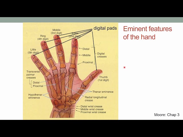 Understanding the Soft Tissues of the Hand: An Introduction | Magica