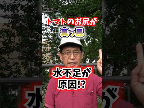 黒トマトの治療 根尖壊死の治療方法 菜園