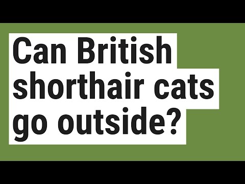 Can British shorthair cats go outside?