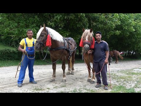 Caii baietilor de la Cricau, Alba - 2021 Nou!!!