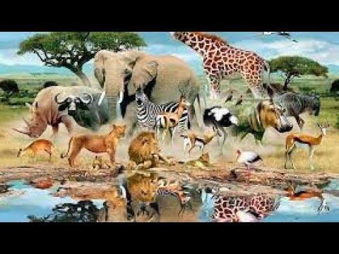 The Amazing Animals In The World दुनिया में अद्भुत जानवर 🦓🐅🐘🐆🦌🦒🦁🐪 African Animals videos