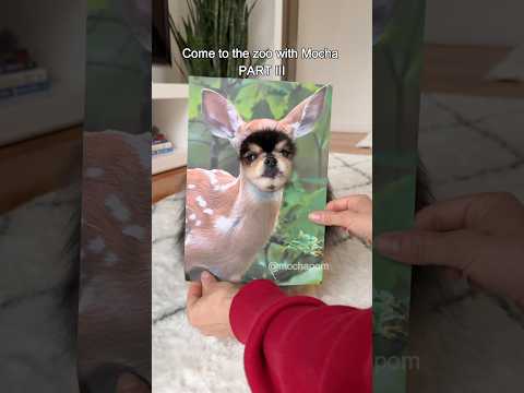 My dog as different animals Part III 🦌 #dog #pomeranian