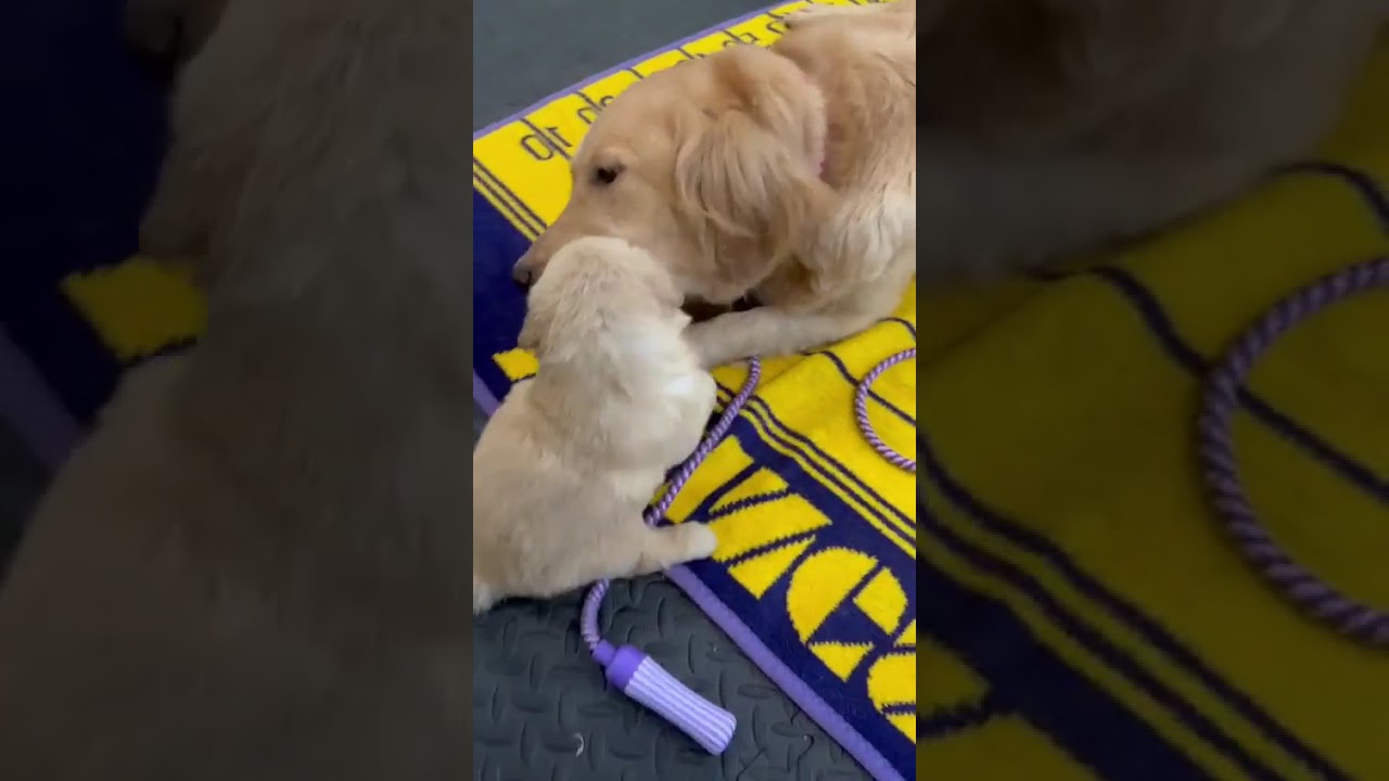 Golden Retriever Puppy Teething & Condo Life: A Guide to Toys and Crate Training