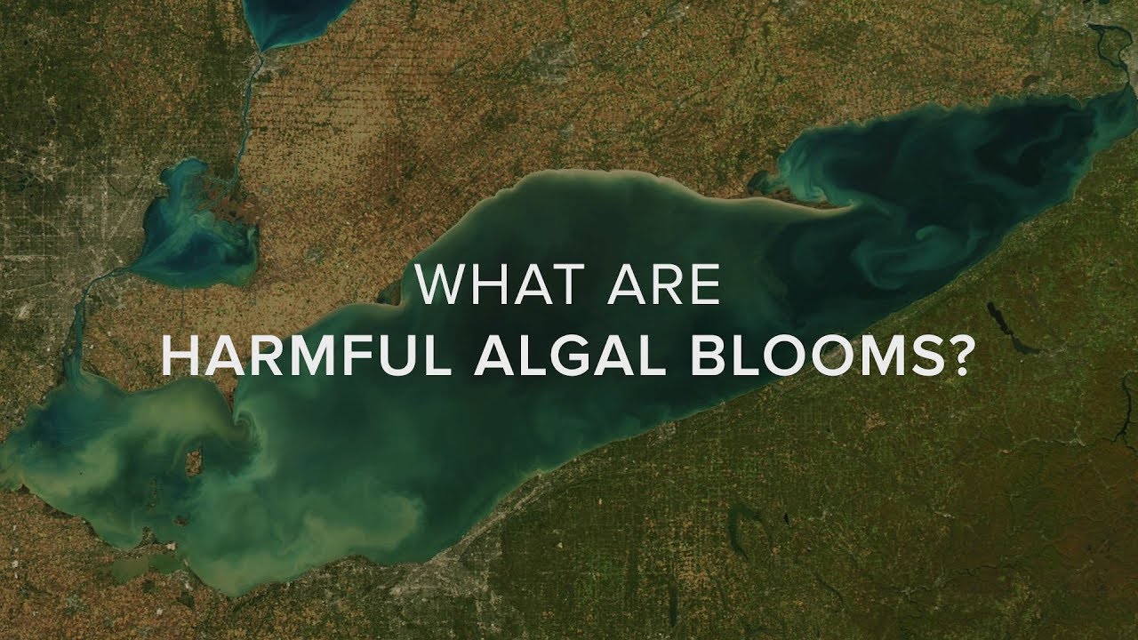 What Are Harmful Algal Blooms?