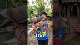 Download lagu don't have a pigeon thrown away #shorts #minivlog #bocilwargads #masalfinnn mp3