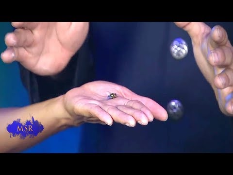 BACK FROM THE DEAD! THE WEIRD SCIENCE OF BRINGING A DEAD FLY BACK TO LIFE.