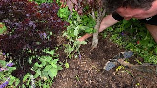 Planting A Beautiful Japanese Maple and Digging Up an Apple Tree