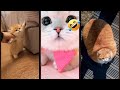 Funny Pets ‍ Funny Cat Videos Lifeandcats Ep 2762