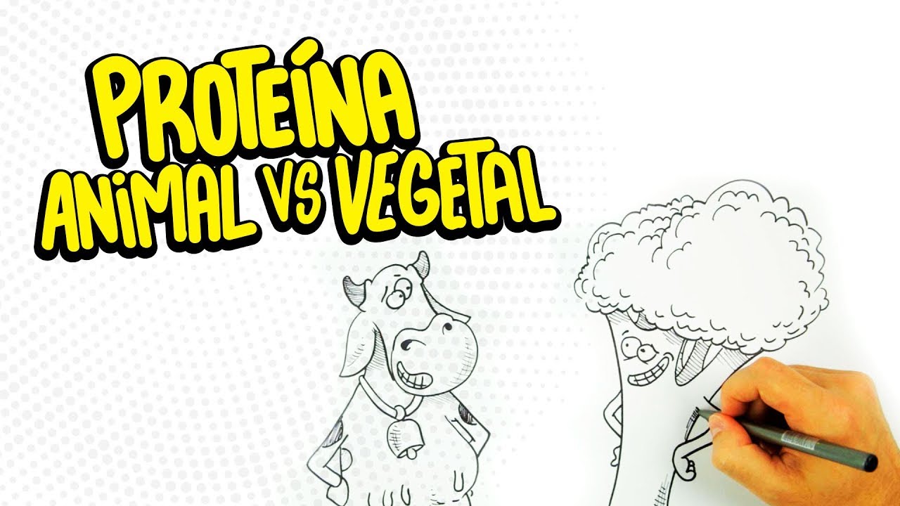 Proteína ANIMAL x Proteína VEGETAL: Qual a melhor?