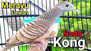 Download lagu Perkutut lokal gacor suara besar - NADA KONG mp3