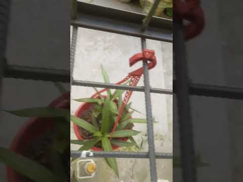 #flowers #newmusic #photography #ytshorts #garden #plants