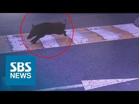 차 들이받고 사람 물고…'멧돼지 떼' 도심 출몰 비상 / SBS 차 들이받고 사람 물고…'멧돼지 떼' 도심 출몰 비상 / SBS
