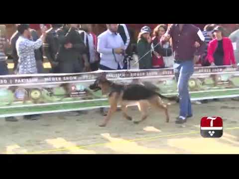 #PakistanGermansheparddogclub #Dogshow #Pets#Islamabad