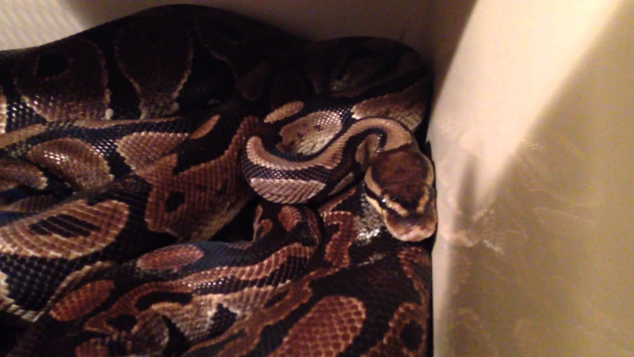 The Normal Ball Python