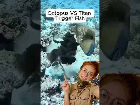 Watch How Smart this Octopus is..