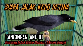 Download lagu jalak kebo betina memanggil jantan ampuh buat pancingan jalak kebo agar bunyi bikin jalak gacor mp3 Download lagu jalak kebo betina memanggil jantan ampuh buat pancingan jalak kebo agar bunyi bikin jalak gacor mp3