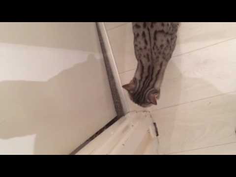 Bengal girl meeting her mate for the first time was not expecting this!