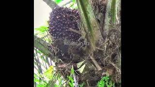 Download lagu Walaupun musim trek masih ada yang bisa di panen 2 tandan dalam satu pokok mp3