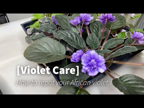 African Violet Care- How to Repot Your African Violet: Easy Tips for Beginners!