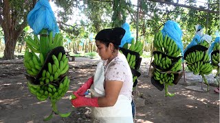 Orgullosos de mandar PLATANO a Estados Unidos - ALMA Coronel