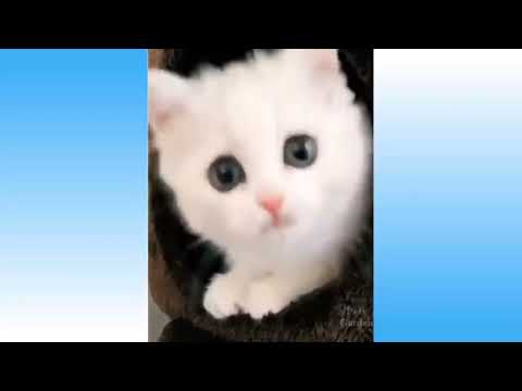 Caties funny shower#shorts