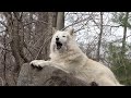 Thirty Three Wolves Howling