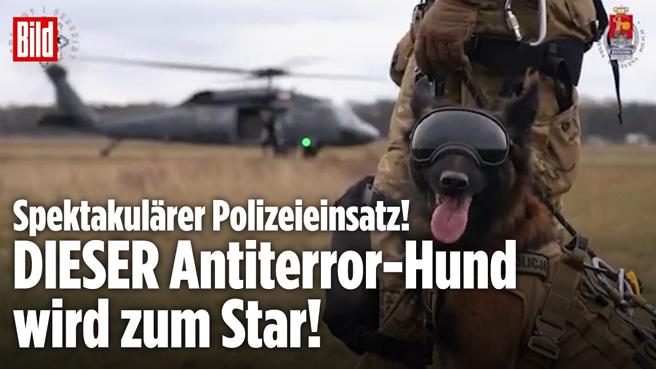 WARSCHAU: Polnischer Antiterror-Hund „Hormon“ wird zum Star bei spektakulärem Polizeieinsatz