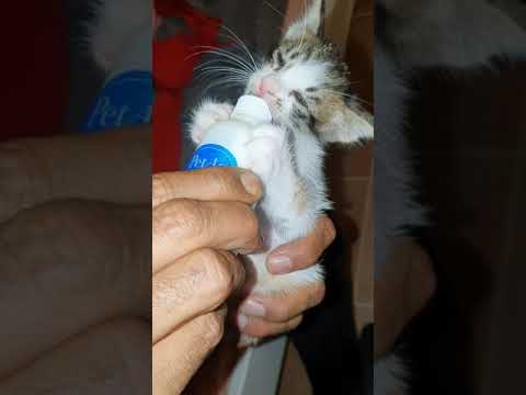 My 1 month old kitten bottle feeding- Luna