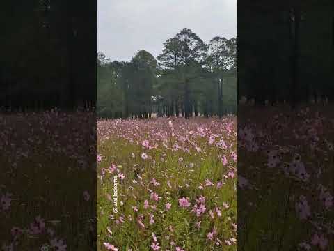 Caminos de Llano Grande #durango #travel #roadtrip #nature #travesia #hiking #rutasypaisajes
