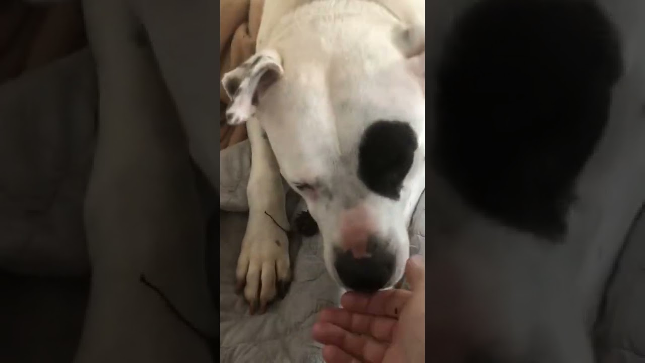 Enlarge Ebbie (I have a Secret Crush!), a Adoptable Staffordshire Bull Terrier in Decatur, GA video 6/6
