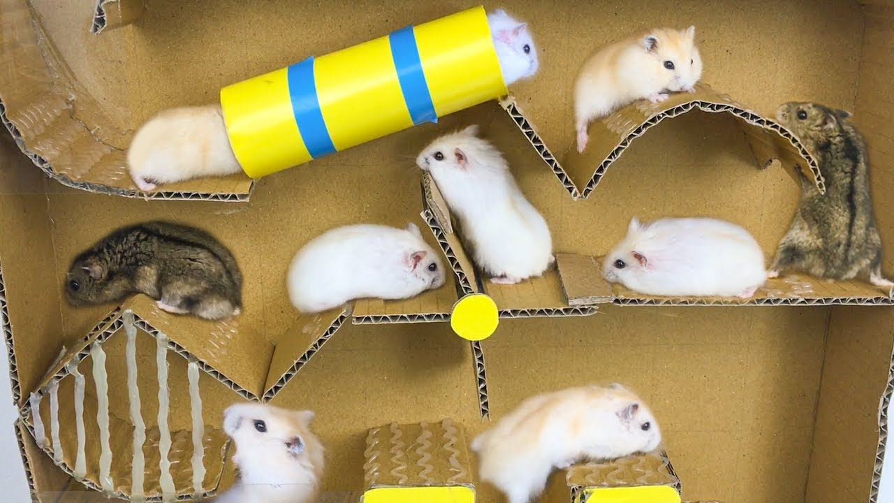 Hamsters Escape From Pool Cardboard - Three Hamsters Running In Pool Maze Making From Cardboard