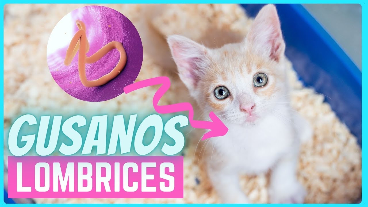 Gusanos / Lombrices en gatos - síntomas y tratamiento