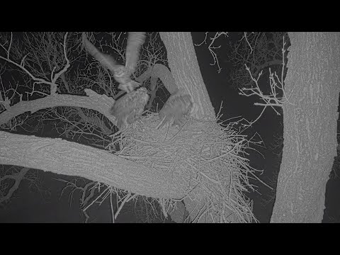 Great Horned Owl knocks a Bald Eagle off its nest!!