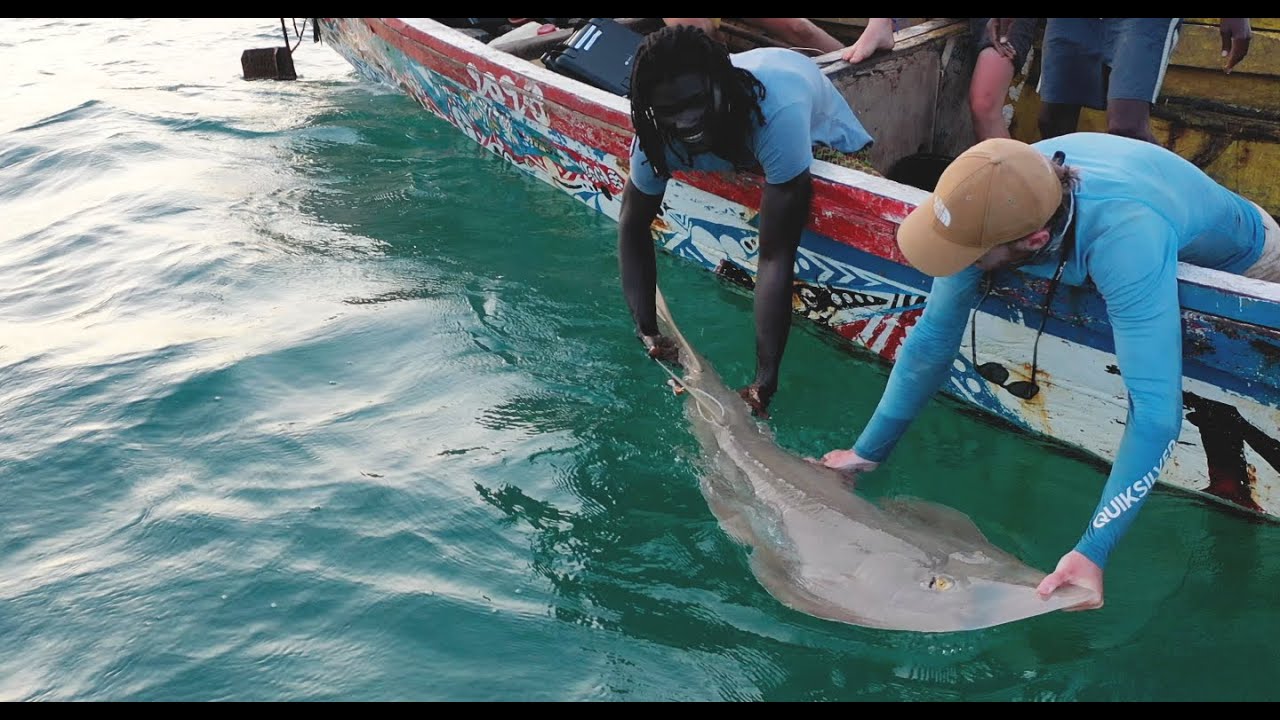 University of Groningen and local nature organization tag endangered sharks and rays in West Africa