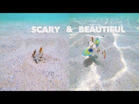 DIVER DISCOVERS FISH WITH LEGS & WINGS (MOST BIZARRE & UNUSUAL)