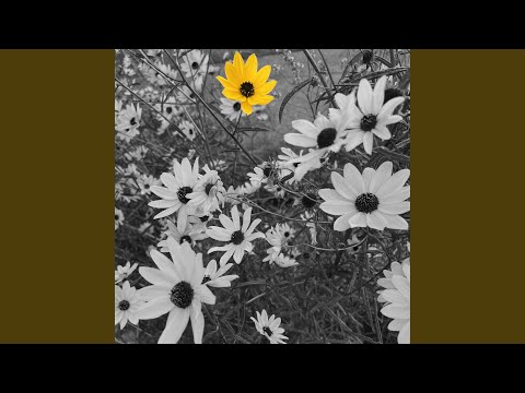 Look Through the Window