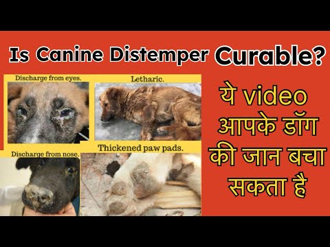 Can distemper be cured in dogs? Explain by Dr Sk Mishra