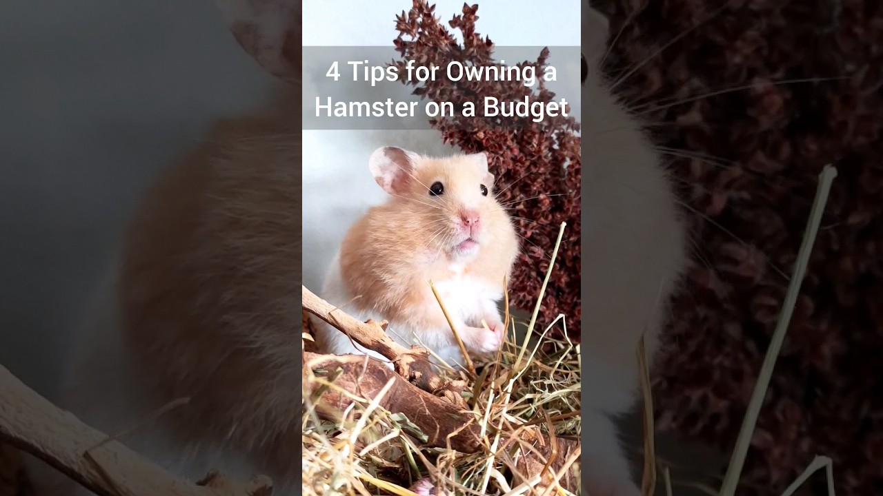 How much does a bear hamster cost? Tipseri