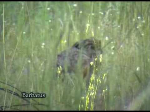 Liebre común ( Lepus capensis granatensis )