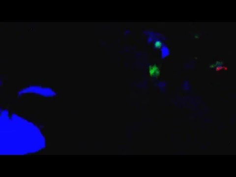 Yaminahua and Calyptratus